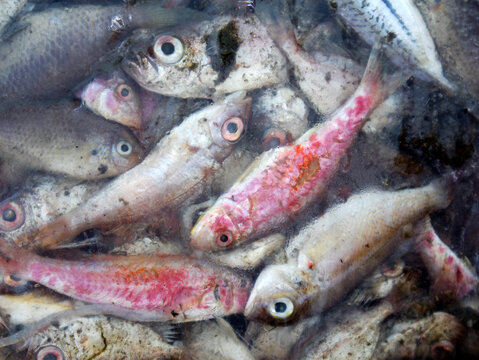 Details of sea fish caught by fishermen from the north coast of Java, Indonesia, which have just been removed from the ship's cold storage.