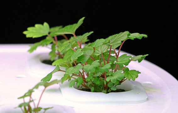 Compact hydroponic installation vegetable garden on a table without soil: instead of soil, water with a nutrient solution, the device itself controls light and watering.