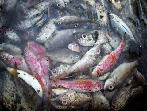 Details of sea fish caught by fishermen from the north coast of Java, Indonesia, which have just been removed from the ship's cold storage.