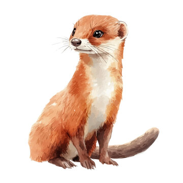 Weasel, isolated watercolor element on white background