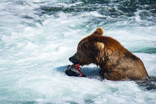 Brown bear in the river enjoying his freshly caught salmon. He is almost finished, his paw holding the fish while he is enjoying his meal in Brooks Falls, Alaska.