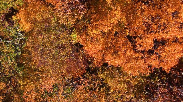 Vibrant fall landscape in Appalachian Mountains of North Carolina featuring dense woodland, colorful treetops and peaceful mountain scenery.