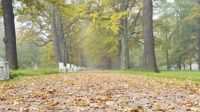 Golden leaves cover a wide path stretching between tall trees in Catherine Park, Pushkin, Saint Petersburg. White benches line the misty alley, bringing a cozy and peaceful feeling.