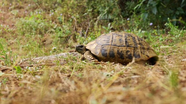 Ground turtle moving slowly across natural terrain, surrounded by dry soil, grass, stones, and low vegetation. Detailed footage highlights the reptile&rsquo;s textured shell