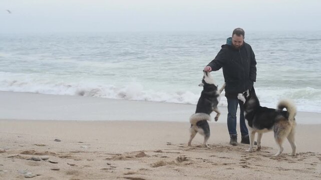 Active playtime with dogs for pet store ads, man playing with two siberian huskies on sandy beach against stormy winter sea. Playtime and energy, dogs happily jump and run around man on beach