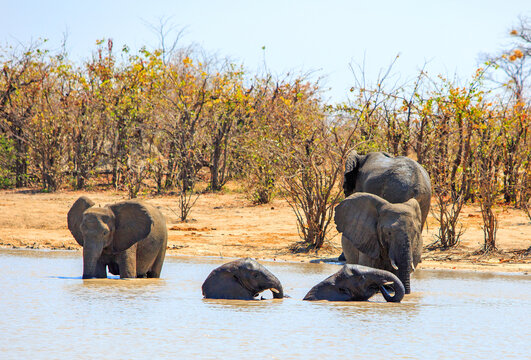 Family herd of elephants cooling down and swimming in a waterhole in Hwange National Park, Zimbabwe