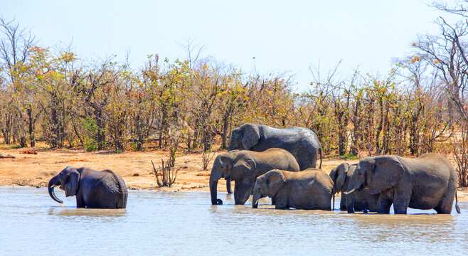 Herd of Elephants enjoying a drink and a swim in the mid-day heat, Hwange National Park, Zimbabwe