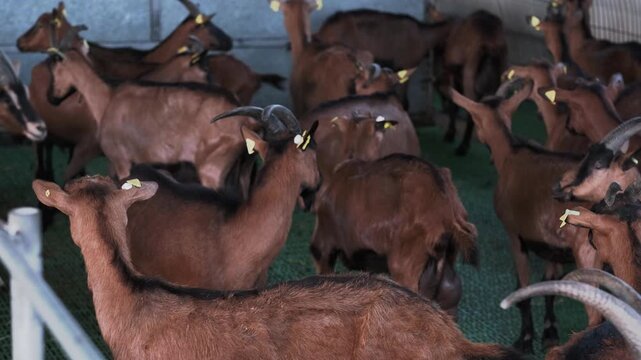 Dairy goat farming for goat milk and cheese ads, herd of brown goats with long horns eating hay in farm barn, close up. Dairy production and agriculture, many goats eat hay together in barn