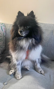 pomeranian dog portrait