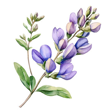Watercolor vector illustration of Baptisia Flower, isolated on a white background.