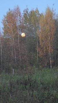 Autumn trees with a rising moon in a serene forest landscape  