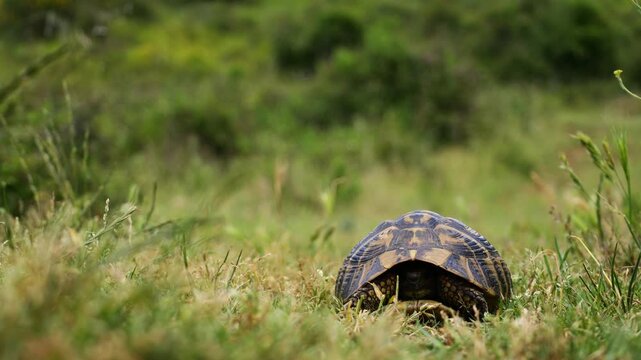 Ground turtle moving slowly across natural terrain, surrounded by dry soil, grass, stones, and low vegetation. Detailed footage highlights the reptile&rsquo;s textured shell