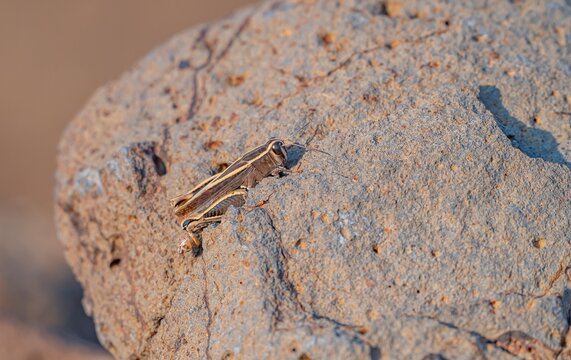 Italian locust (Calliptamus italicus) or Barbary grasshopper (Calliptamus barbarus) resting on a basalt rock in Karacadağ, Diyarbakır, Turkey.