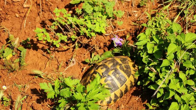Ground turtle moving slowly across natural terrain, surrounded by dry soil, grass, stones, and low vegetation. Detailed footage highlights the reptile&rsquo;s textured shell