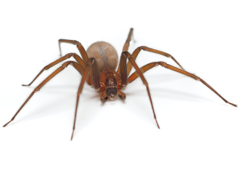 Closeup picture of the Chilean recluse spider Loxosceles laeta (Araneae: Sicariidae), a medically important spider with cytotoxic venom photographed on white background.