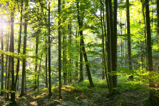 The photo shows a beautiful, dense mixed Carpathian beech and fir forest, with sunbeams breaking through the tree canopies in the morning.