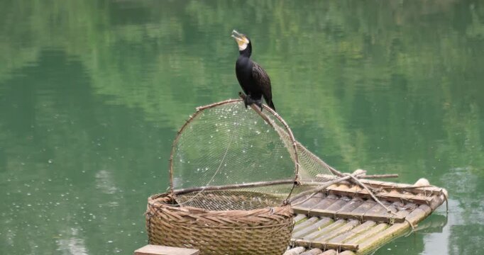 Cormorant Standing on a Traditional Bamboo Fishing Raft in China