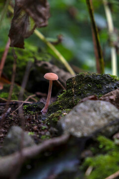 Bicolor Deceiver mushroom (Laccaria bicolor) growing near mossy rocks on the forest floor