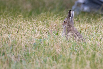 A small mountain hare sits in the grass © Shchipkova Elena
