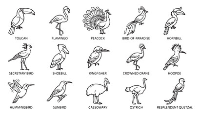 Fototapeta premium Exotic bird