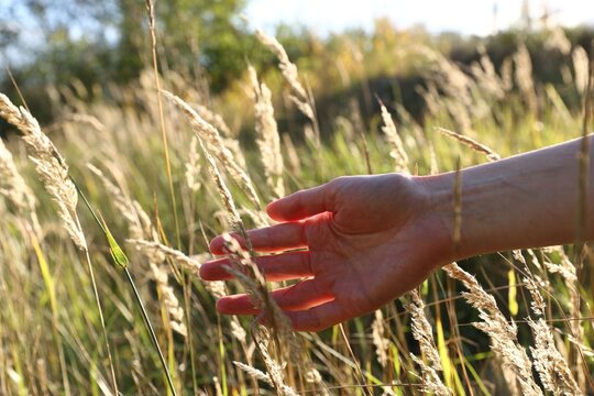 Peace and harmony. Woman touching feather grass in meadow, closeup