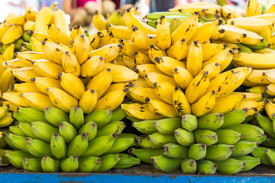 Green and Yellow Bananas Naturally Ripening on the Bunch, Different Stages of Fruit Maturation, Fresh Tropical Bananas Changing Color from Green to Yellow, Natural Ripening Process, Brazilian Agricult
