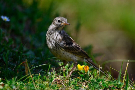 Water pipit // Bergpieper (Anthus spinoletta) - Picos de Europa, Spain