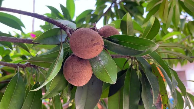 Fresh Sapodilla Chikoo Fruits Growing on Tree Branch Close Up