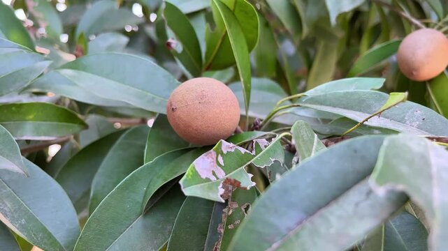 Close Up of Ripening Chikoo Sapodilla Fruit on Tree Branch