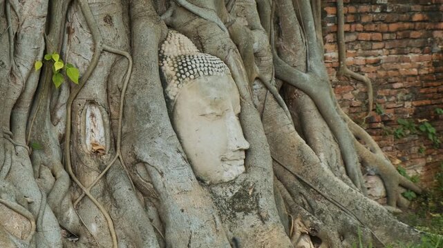Stone Buddha head in tree roots at ancient Wat Mahathat temple in Ayutthaya, Thailand. Famous Thai Buddhism landmark, ancient Siam, archaeological tourism, historic temple ruins
