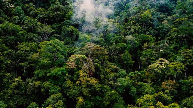 An aerial view of dense tropical rainforest in eastern Ecuador, with a layered canopy of varied green foliage and tall emergent trees. Wisps of mist hang above the forest in the distance, emphasizing 