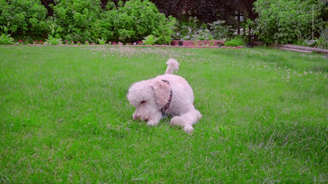 Poodle rubbing face green grass. Doggy lying lawn, wiping muzzle home garden.