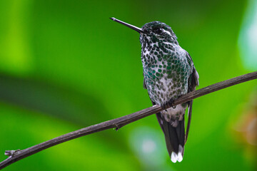 Fototapeta premium detailed picture of the female Purple-bibbed Whitetip hummingbird