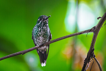 Fototapeta premium detailed picture of the female Purple-bibbed Whitetip hummingbird