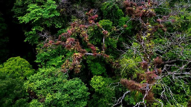 Dense tropical rainforest fills the aerial view, with layered green canopy, broadleaf treetops and patches of mist among the forested slopes. Filmed in Ecuador&rsquo;s Oriente, the drone footage captures a 