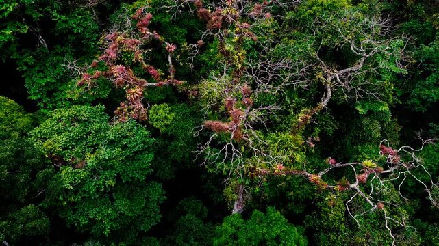 Drone footage looks down across a dense tropical forest canopy in Ecuador&rsquo;s Oriente, where bright green foliage surrounds branching trees dotted with red and yellow epiphytic plants. Dark gaps between