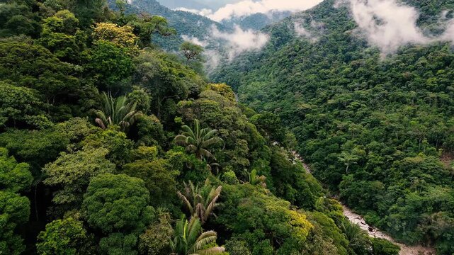 A drone aerial view of dense rainforest canopy in Ecuador&rsquo;s Oriente, where pale branching limbs and colorful epiphytes stand out among layers of green foliage. The varied treetops create a richly text