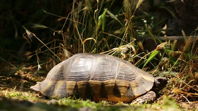 Ground turtle moving slowly across natural terrain, surrounded by dry soil, grass, stones, and low vegetation. Detailed footage highlights the reptile&rsquo;s textured shell