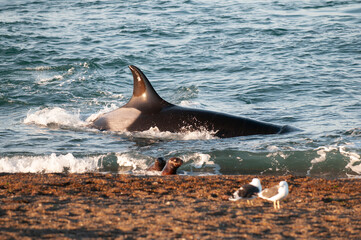 Sea lion looking at a killer whale on the shoreline, Peninsula Valdes, World Heritage Site, Patagonia, Argentina. © foto4440