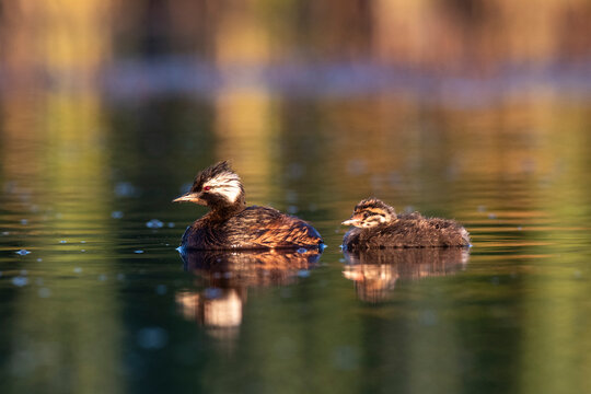 White tufted Grebe swimming, La Pampa Province, Patagonia, Argentina