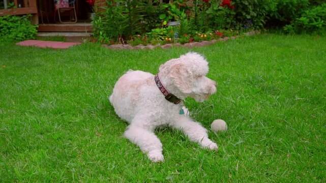 Pet resting lawn tennis ball. Old labradoodle looking up backyard garden grass.