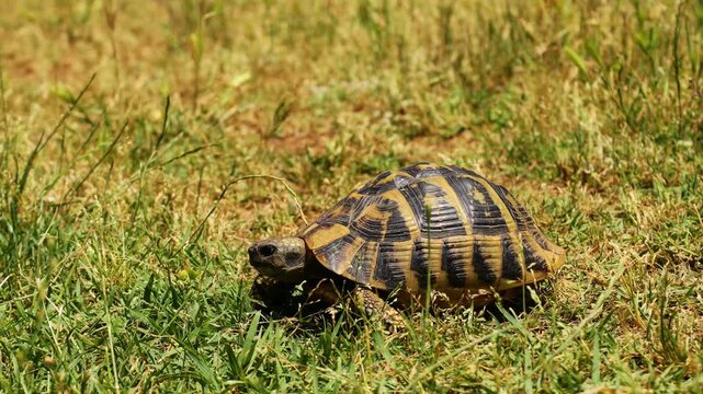 Ground turtle moving slowly across natural terrain, surrounded by dry soil, grass, stones, and low vegetation. Detailed footage highlights the reptile&rsquo;s textured shell