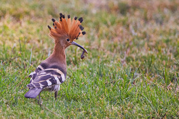 African hoopoe with a grub in its beak on a green lawn © Bubu