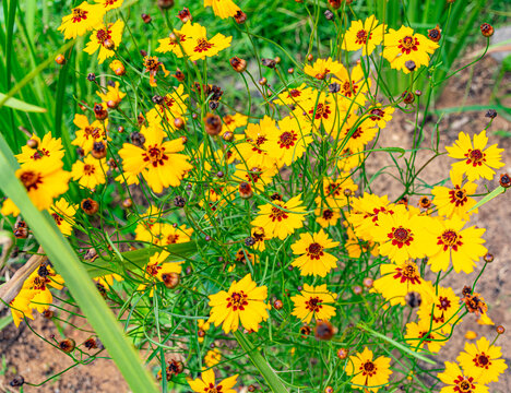 flor amarela silvestre
