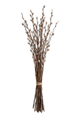 Beautiful bouquet of natural pussy willow branches with soft white buds, tied with rustic twine, isolated on a clean white background © no one