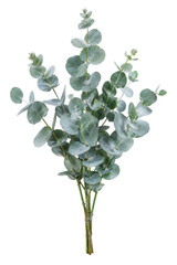 Fresh bundle of green eucalyptus leaves with round shapes and delicate stems, isolated on a clean white background © no one