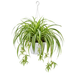 Obraz premium Vibrant green and white variegated spider plant, with numerous plantlets trailing, hangs in a white pot against a clean white background