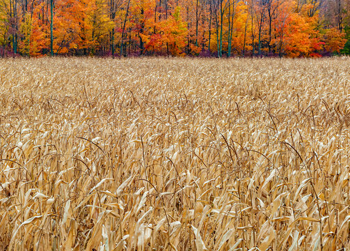 518-98 Autumn Corn