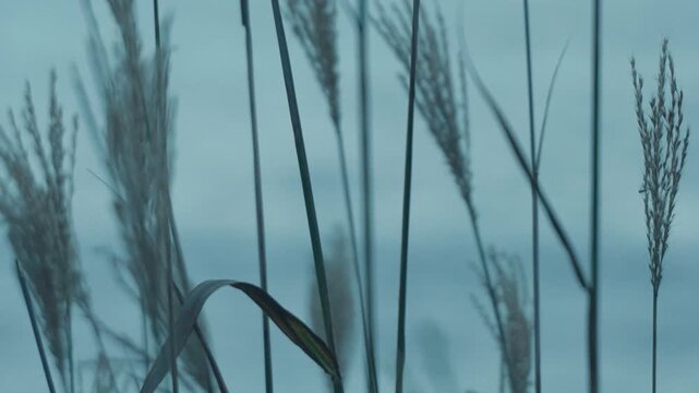 Close-up of silver grass plumes against a blurred blue-toned background of waves gently washing ashore