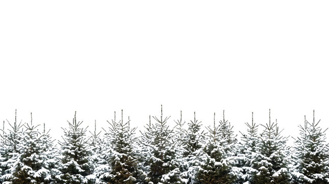 Row of small green pine trees forming a natural forest border isolated against a white background